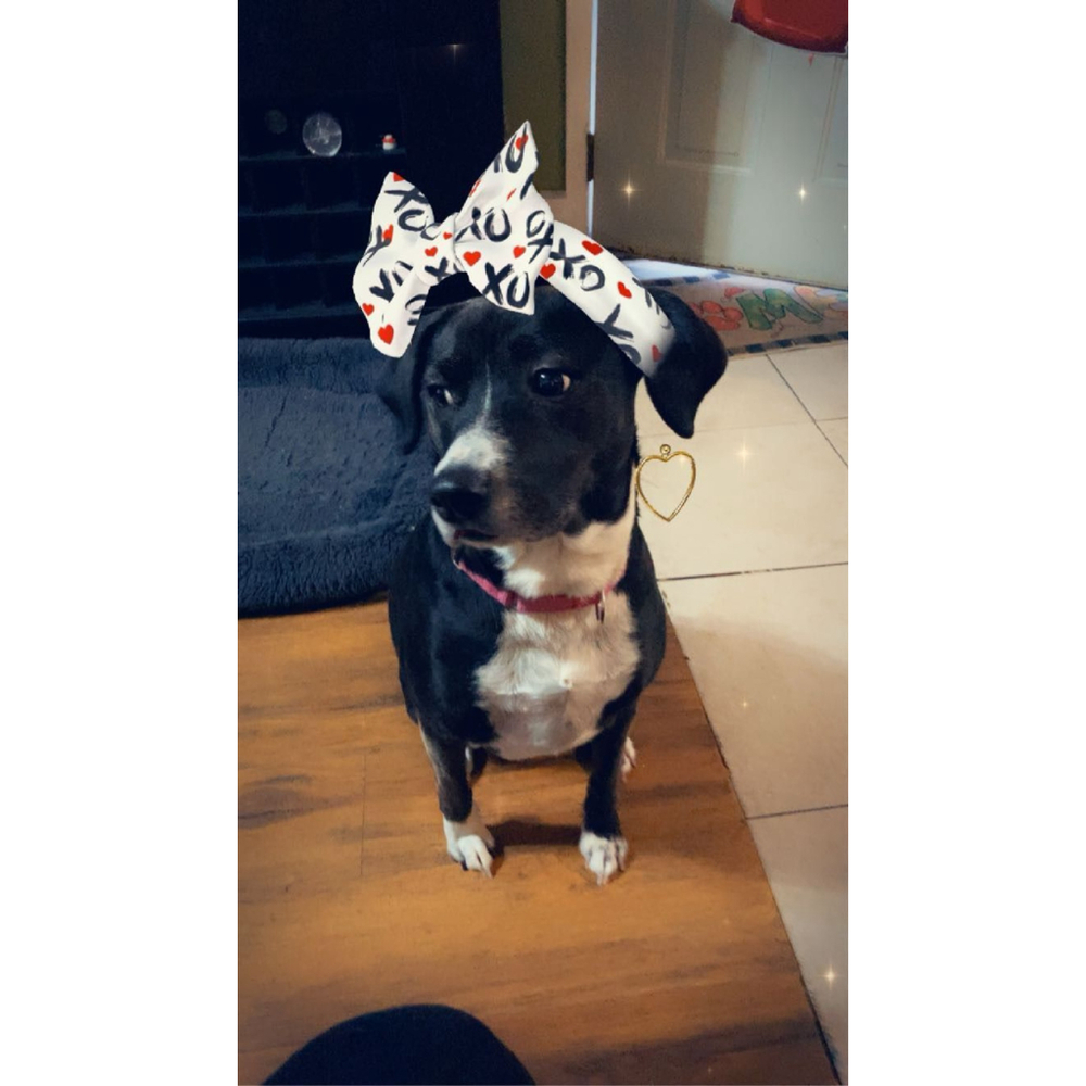 Buy Lexi a treat or donate to vet visit